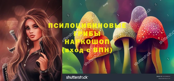 прущие грибы Новозыбков